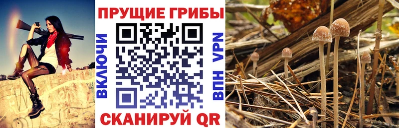 Псилоцибиновые грибы GOLDEN TEACHER  MEGA ссылки  Динская 